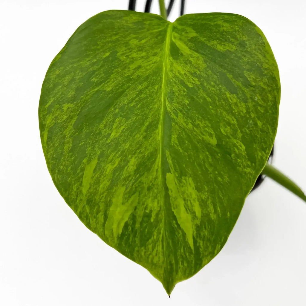 Golden variegated leaf of Monstera deliciosa borsigiana 'Aurea', a rare indoor plant, available at Chalet Boutique, Australia.