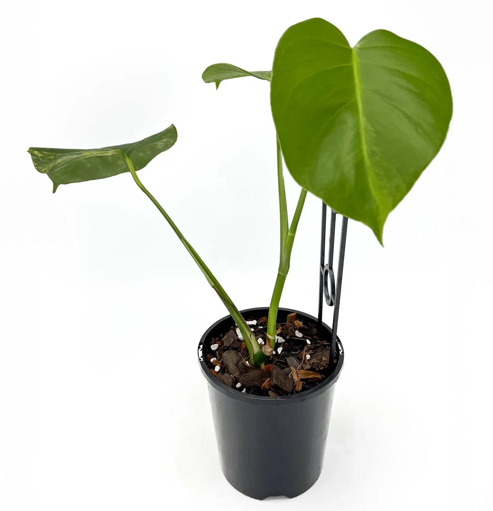 Monstera deliciosa borsigiana 'Aurea' Variegated plant in pot, ideal for rare indoor plants, available at Chalet Boutique, Australia.