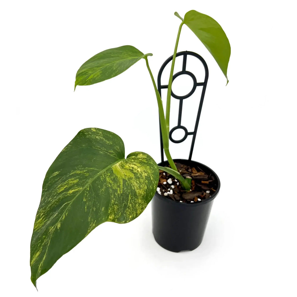 Golden Variegated Monstera deliciosa borsigiana 'Aurea' in black pot, a rare indoor plant for sale at Chalet Boutique, Australia.