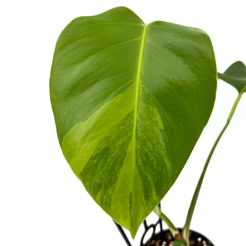 Close-up of Monstera borsigiana 'Aurea' leaf showcasing golden variegation. Ideal rare indoor plant from Chalet Boutique, Australia.