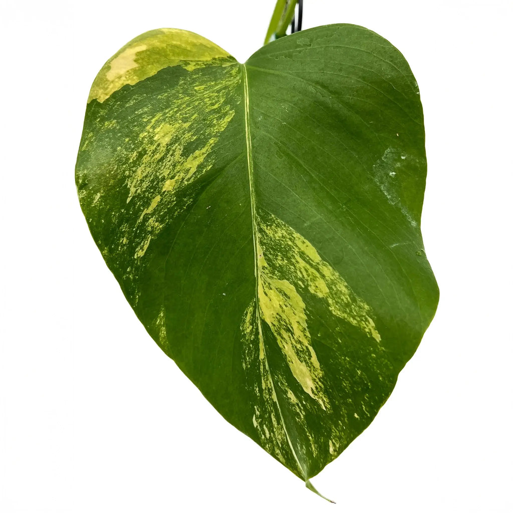 Monstera borsigiana 'Aurea' Variegated leaf with golden variegation, ideal for indoor plant enthusiasts. Chalet Boutique, Australia.