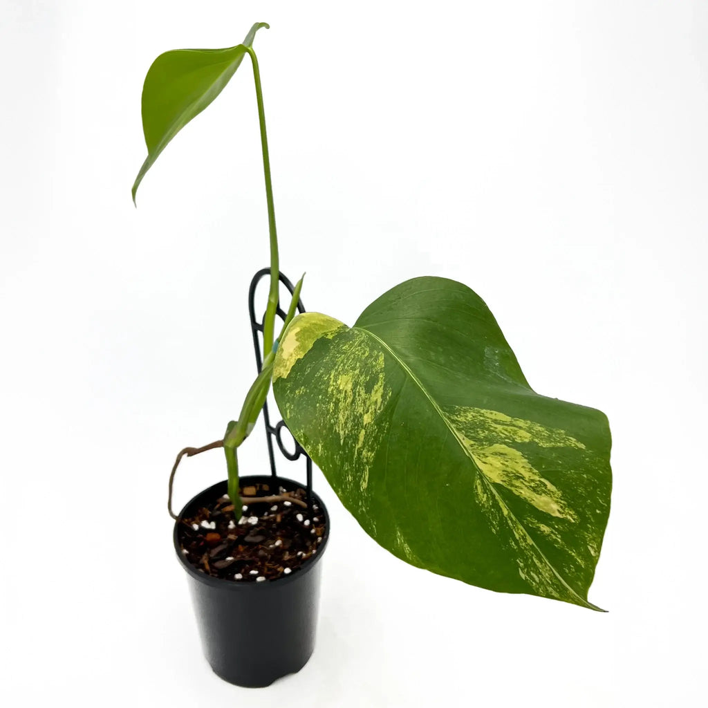 Monstera borsigiana 'Aurea' Variegated plant in a pot, showcasing unique golden variegated leaves. Chalet Boutique, Australia.