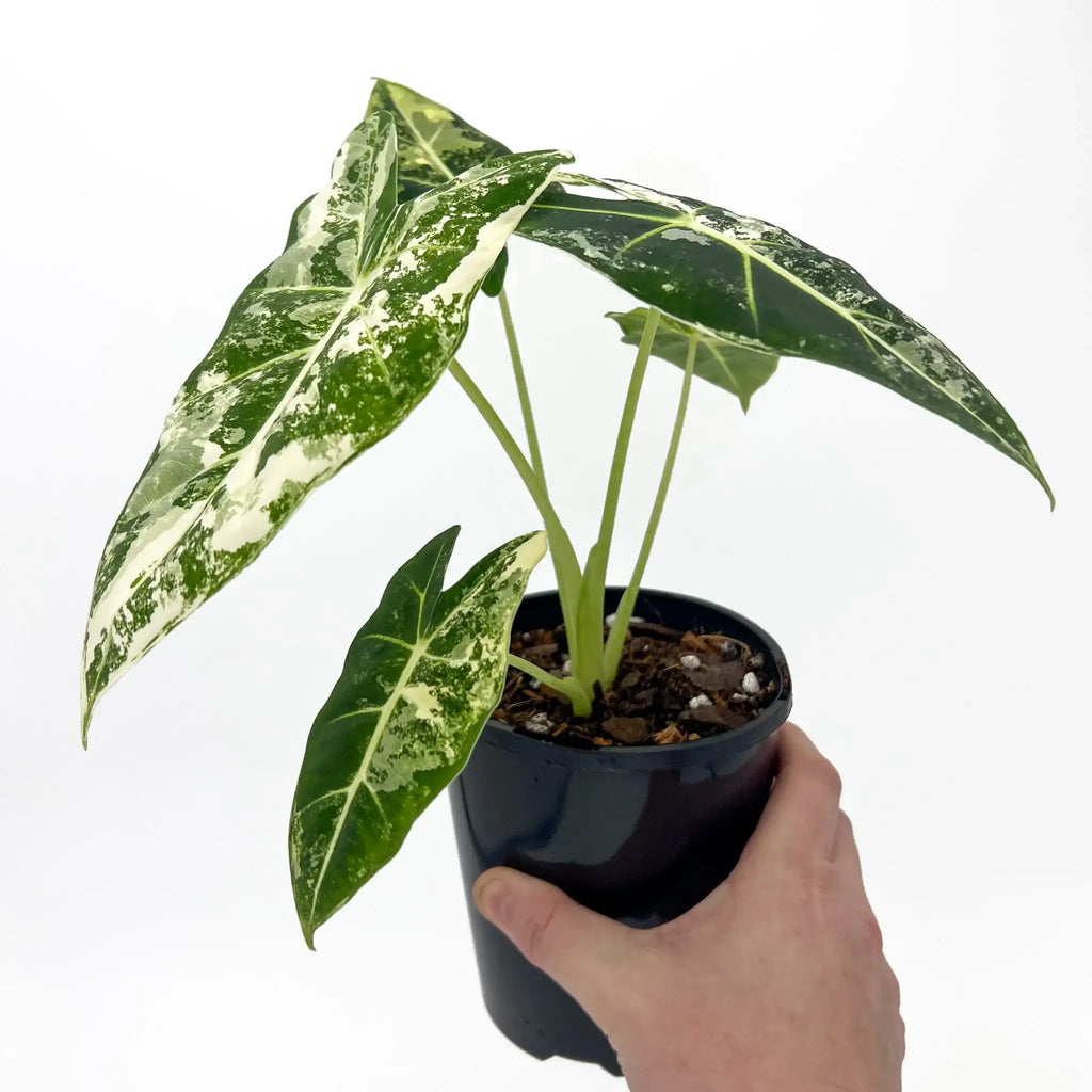 Alocasia Frydek Variegated in a pot held in hand, showcasing unique variegated leaves. Chalet Boutique, Australia.