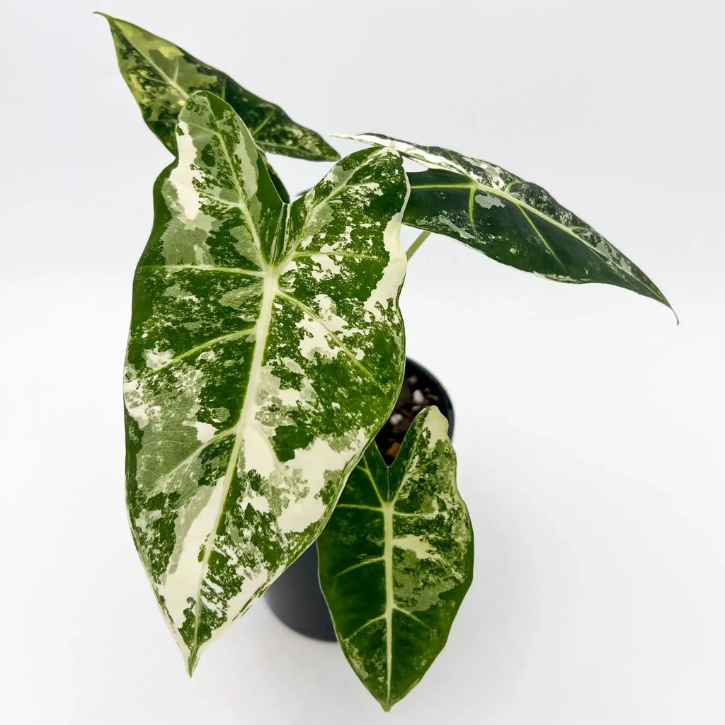 Alocasia Frydek Variegated houseplant with unique green and white marbled leaves, available at Chalet Boutique, Australia.