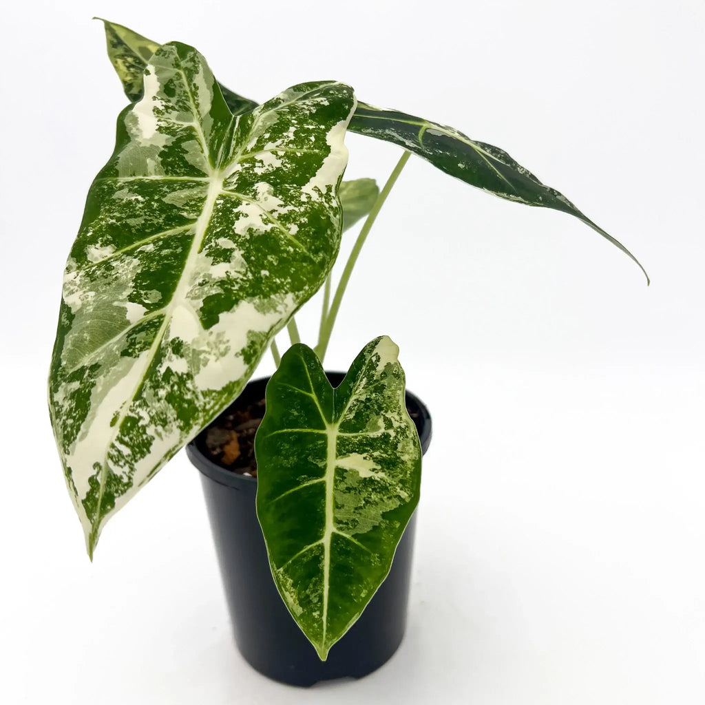 Alocasia Frydek Variegated houseplant with deep green leaves and white veins in black pot. Buy rare indoor plants Australia at Chalet Boutique.