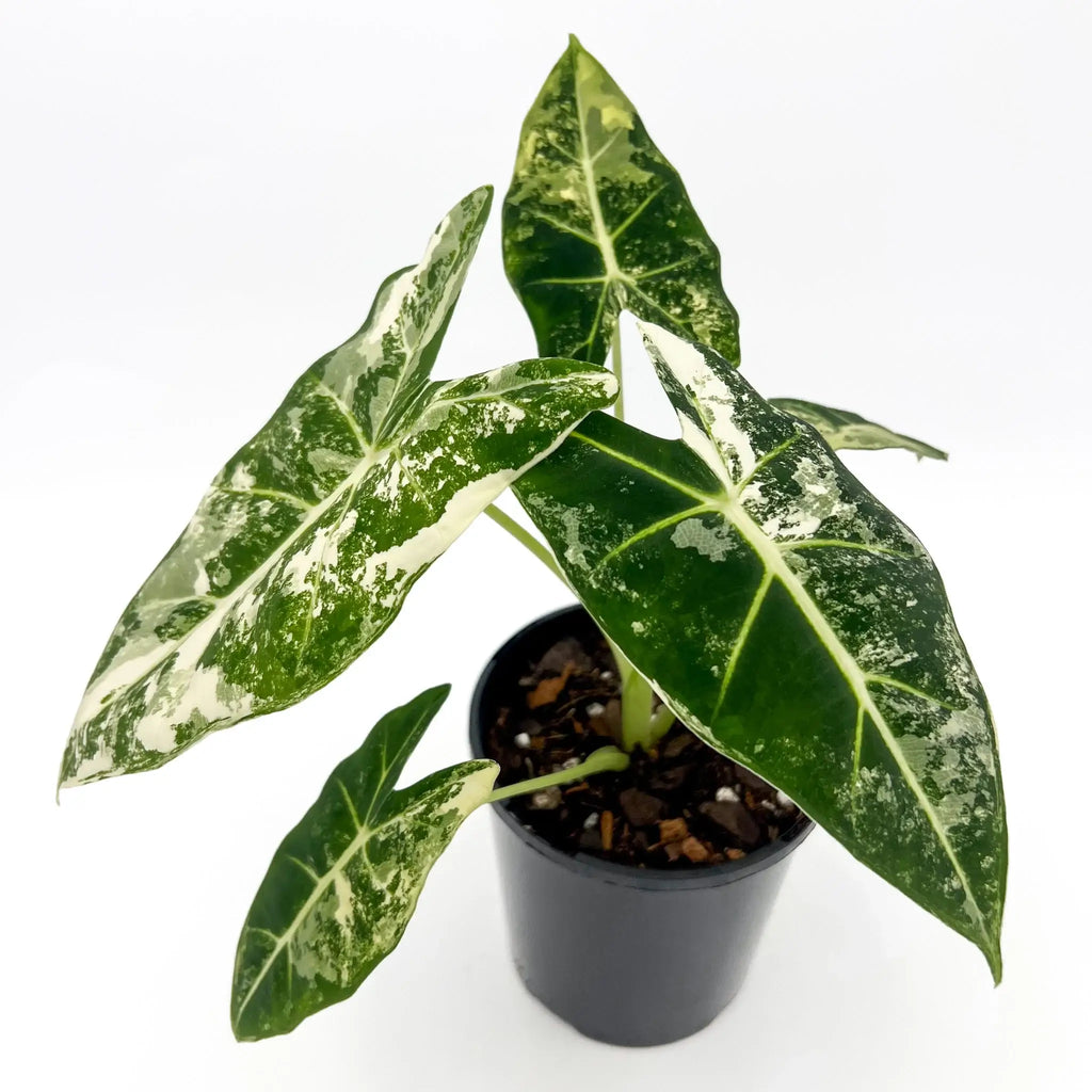 Alocasia Frydek Variegated plant with deep green leaves and white veins in a pot, available at Chalet Boutique, Australia.