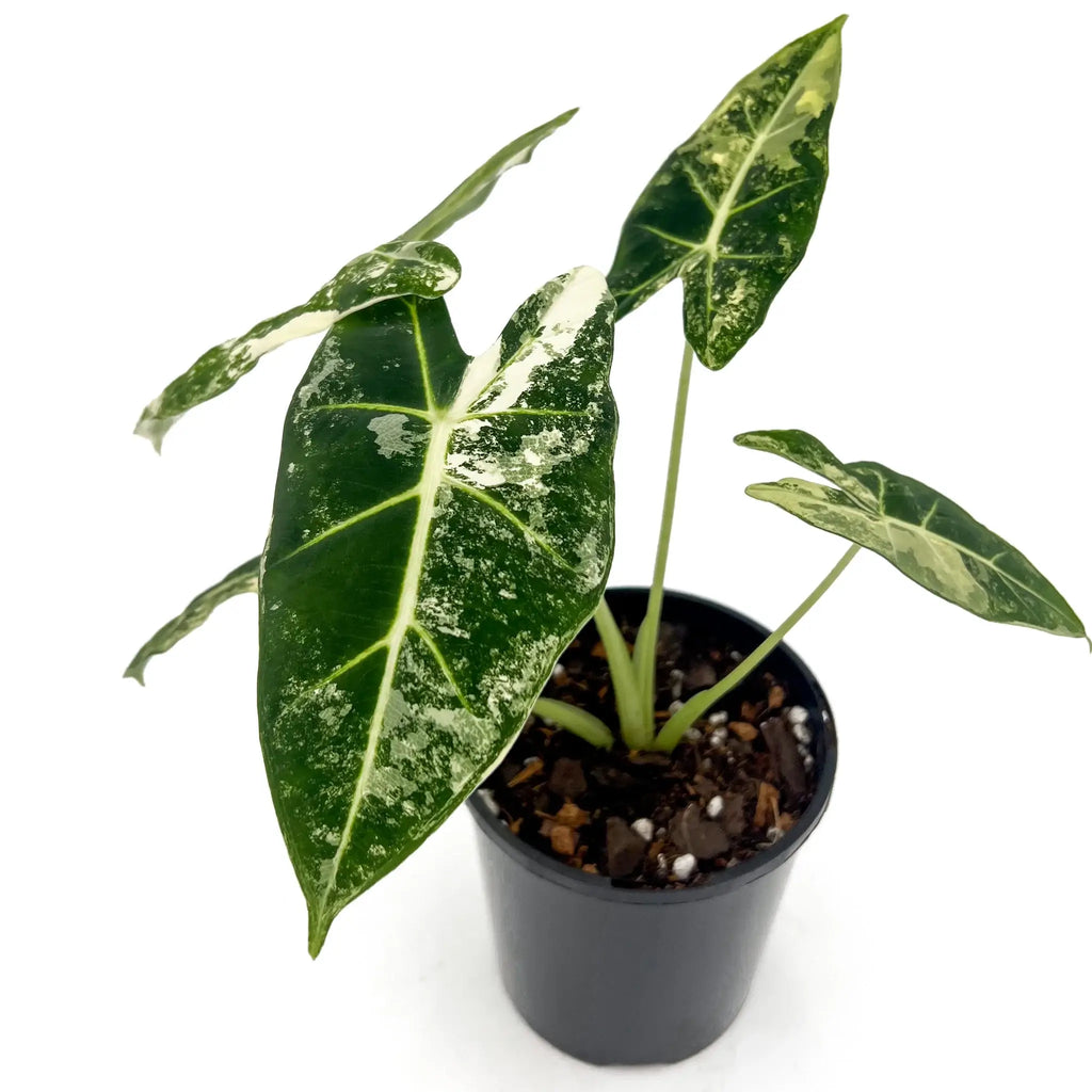 Alocasia Frydek Variegated plant in pot showcasing deep green leaves with white veins, available at Chalet Boutique, Australia.
