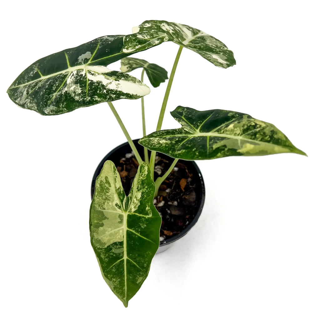 Alocasia Frydek Variegated houseplant with deep green leaves and white veins, perfect for indoor plant lovers, Chalet Boutique, Australia.