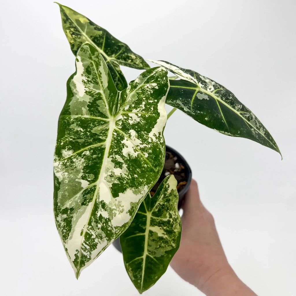 Alocasia Frydek Variegated showcasing stunning green and white leaves, ideal for unique indoor plants Australia - Chalet Boutique, Australia.