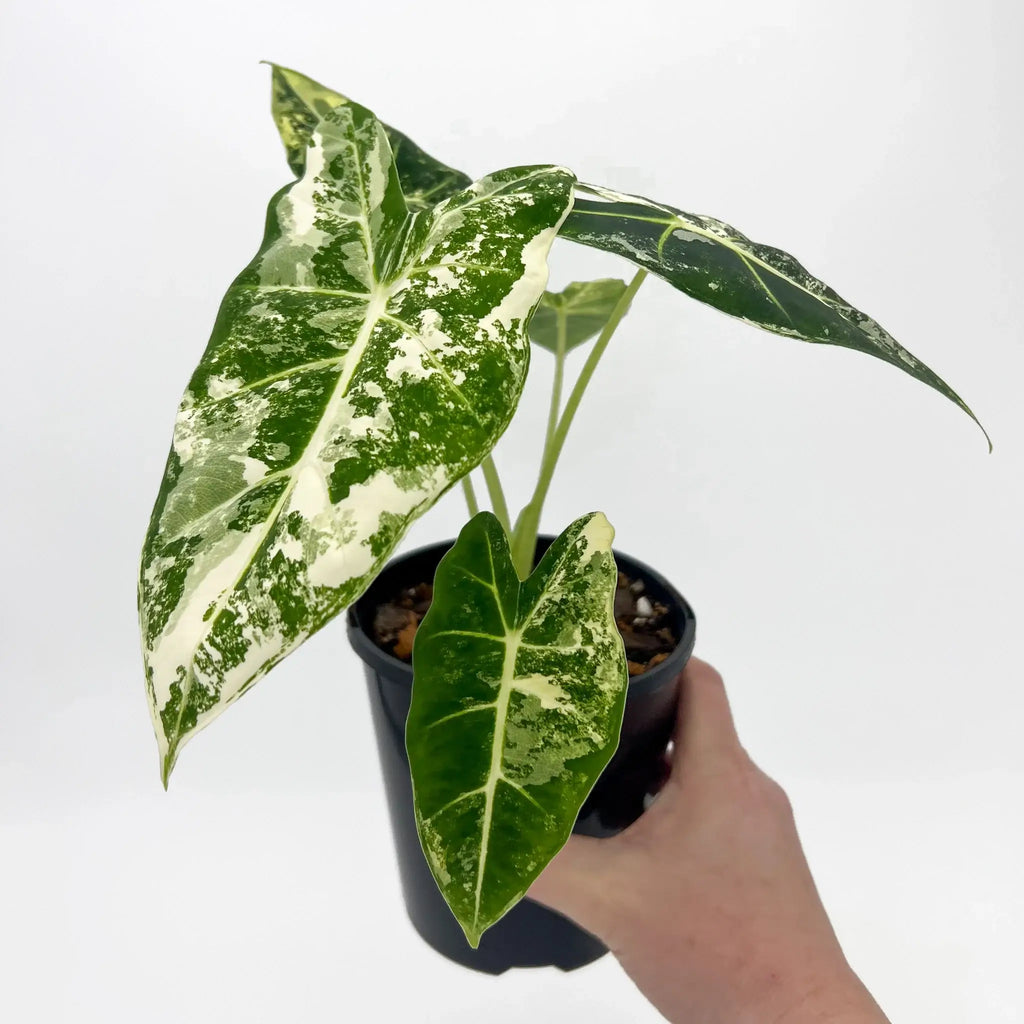 Alocasia Frydek Variegated in a black pot, showcasing deep green, variegated leaves, perfect for indoor plant lovers. Chalet Boutique, Australia.