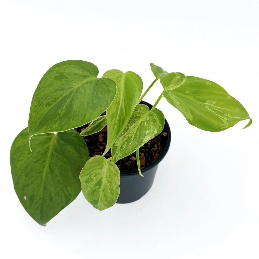 Philodendron hederaceum 'Variegated Heart Leaf' in a black pot, showcasing glossy green and creamy white variegated leaves. Chalet Boutique, Australia.