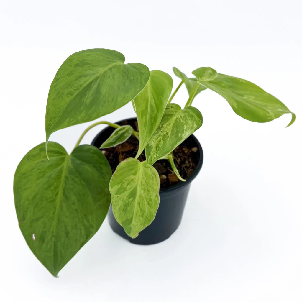 Philodendron hederaceum 'Variegated Heart Leaf' in a black pot, showcasing heart-shaped variegated leaves. Chalet Boutique, Australia.