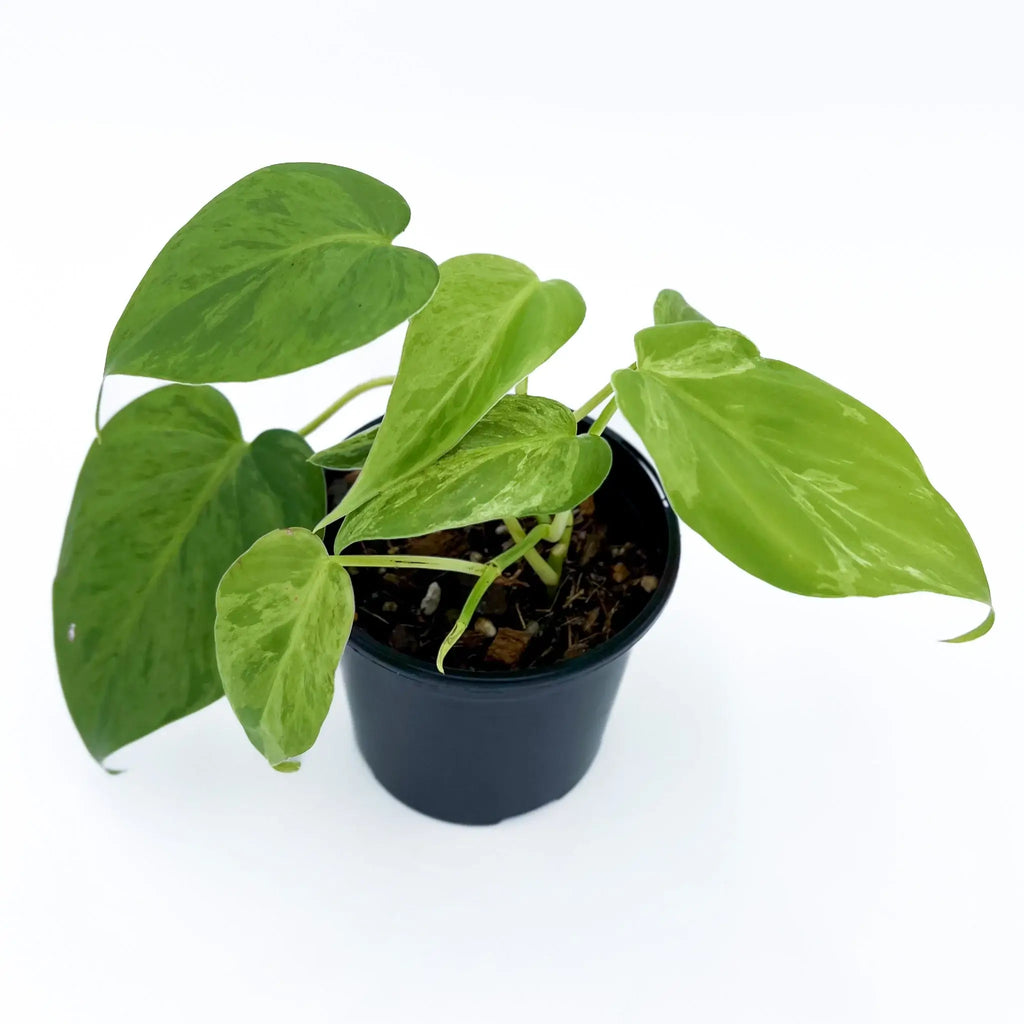 Philodendron hederaceum 'Variegated Heart Leaf' in a pot, showcasing glossy variegated leaves. Rare indoor plant from Chalet Boutique, Australia.