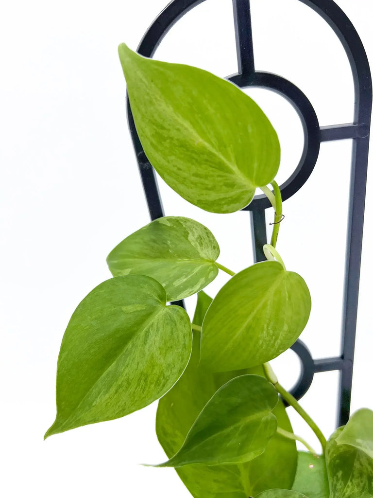 Philodendron hederaceum 'Variegated Heart Leaf' with glossy green leaves on a support stand, perfect for indoor gardens. Chalet Boutique, Australia.