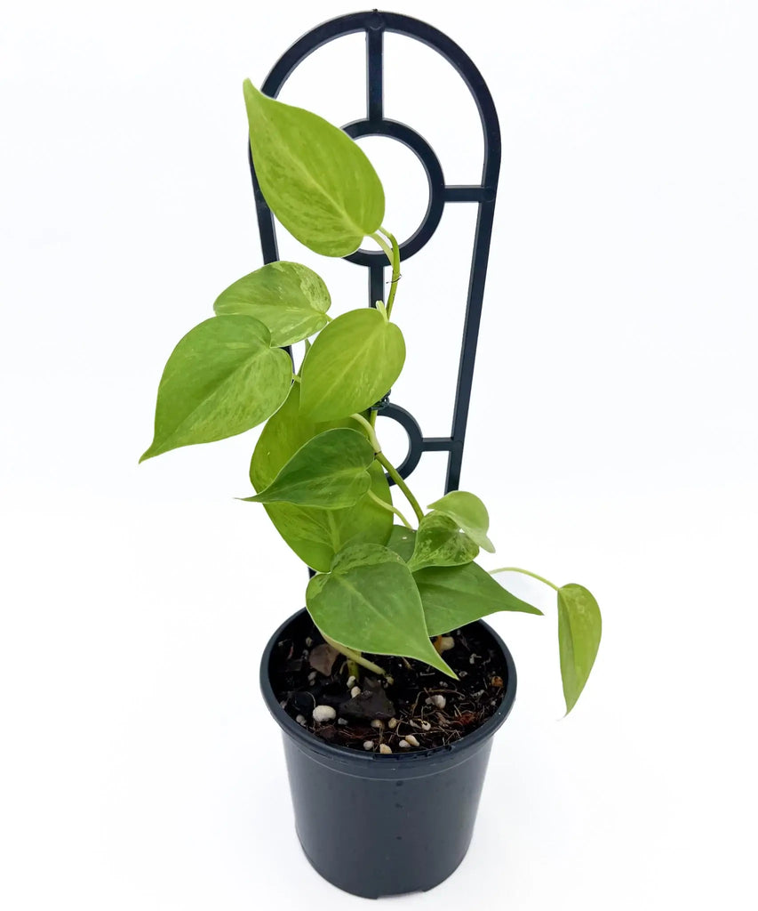 Philodendron Hederaceum Variegated Heart Leaf in pot, showcasing lush green leaves, ideal for unique indoor plants. Chalet Boutique, Australia.
