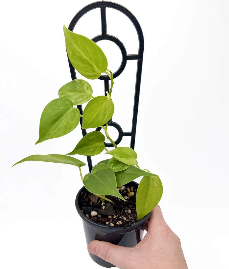 Hand holding a Philodendron indoor plant with vibrant green leaves in a pot, showcasing unique houseplants Australia. Chalet Boutique, Australia.