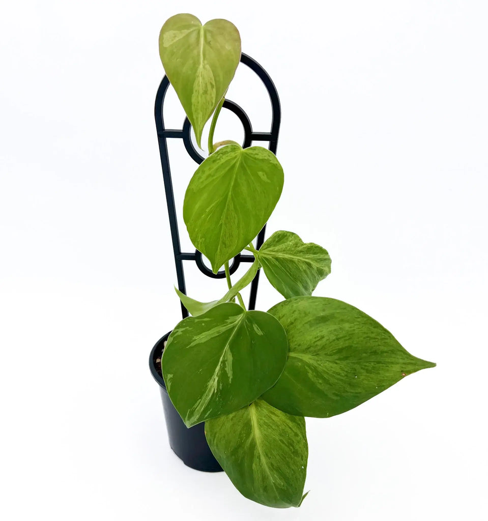 Philodendron hederaceum 'Variegated Heart Leaf' in a pot with glossy green and creamy white leaves, perfect for indoor gardens. Chalet Boutique, Australia.