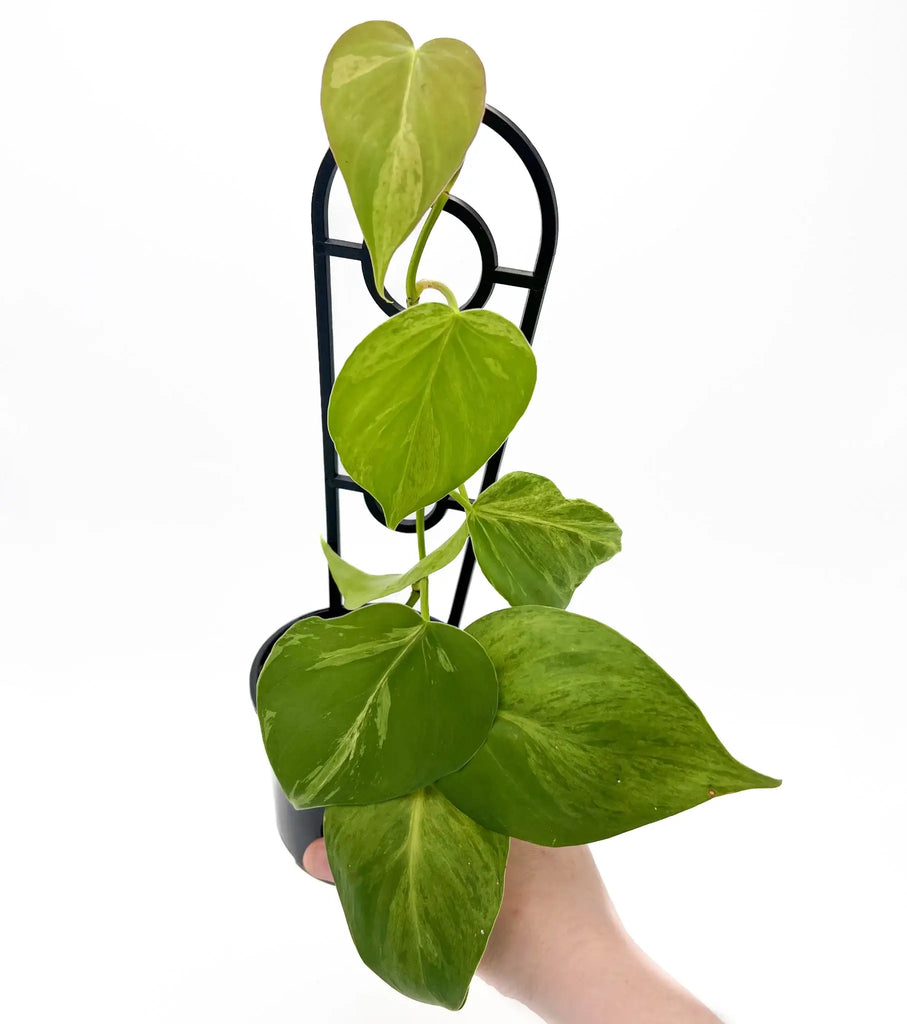 Philodendron hederaceum 'Variegated Heart Leaf' showcased with glossy leaves in a hand, available at Chalet Boutique, Australia.