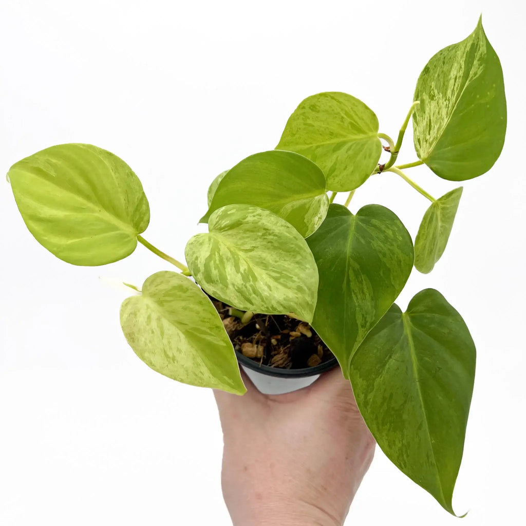 Philodendron hederaceum 'Variegated Heart Leaf' in hand, showcasing glossy heart-shaped leaves with variegation. Chalet Boutique, Australia.