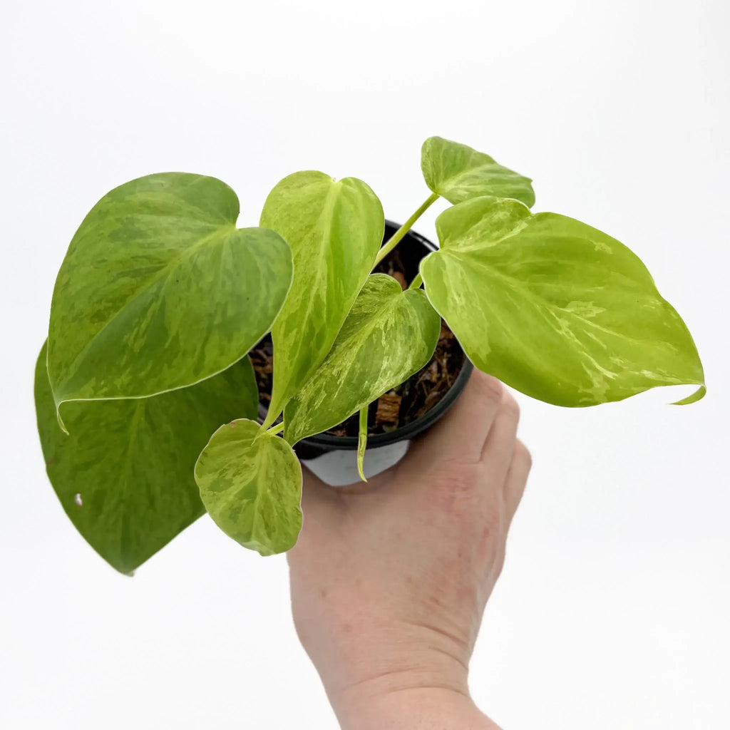 Philodendron hederaceum 'Variegated Heart Leaf' in hand, showcasing heart-shaped, variegated green and creamy leaves. Chalet Boutique, Australia.
