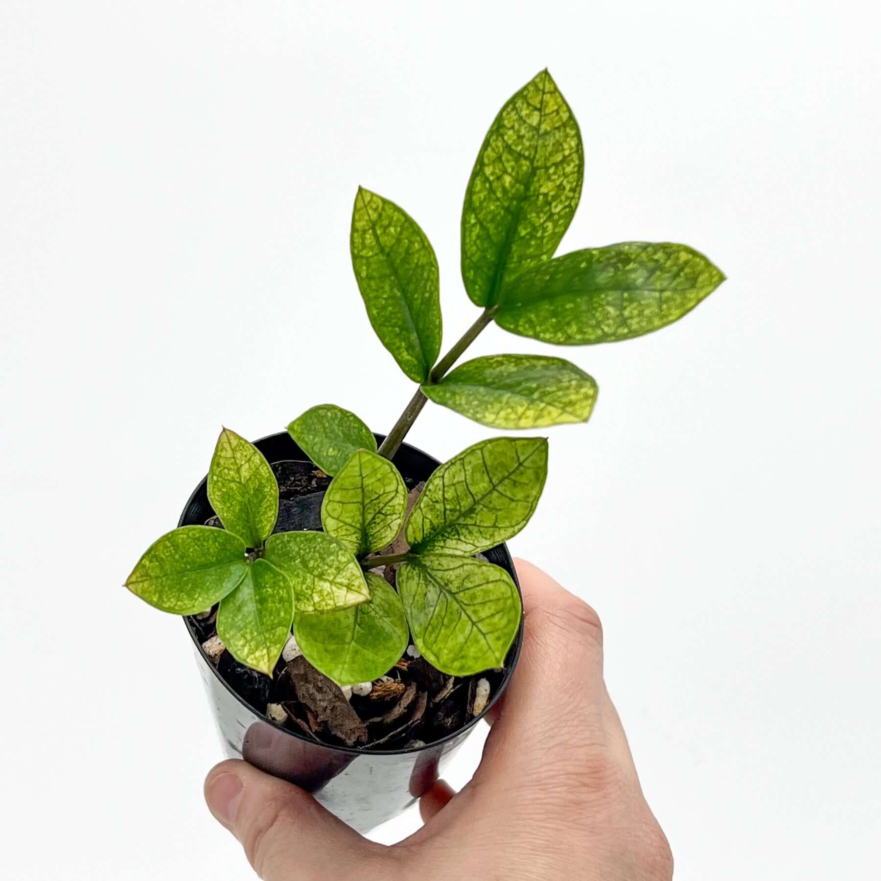variegated zz plant australia Buy Rare ZZ Plant Variegated 'Akebono' Online