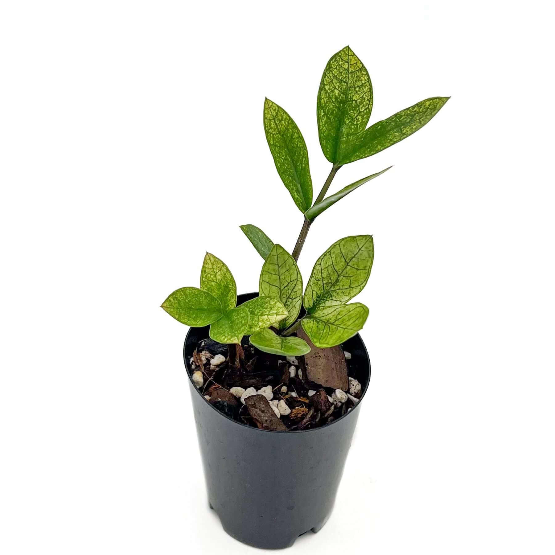 variegated zz plant australia Buy Rare ZZ Plant Variegated 'Akebono' Online