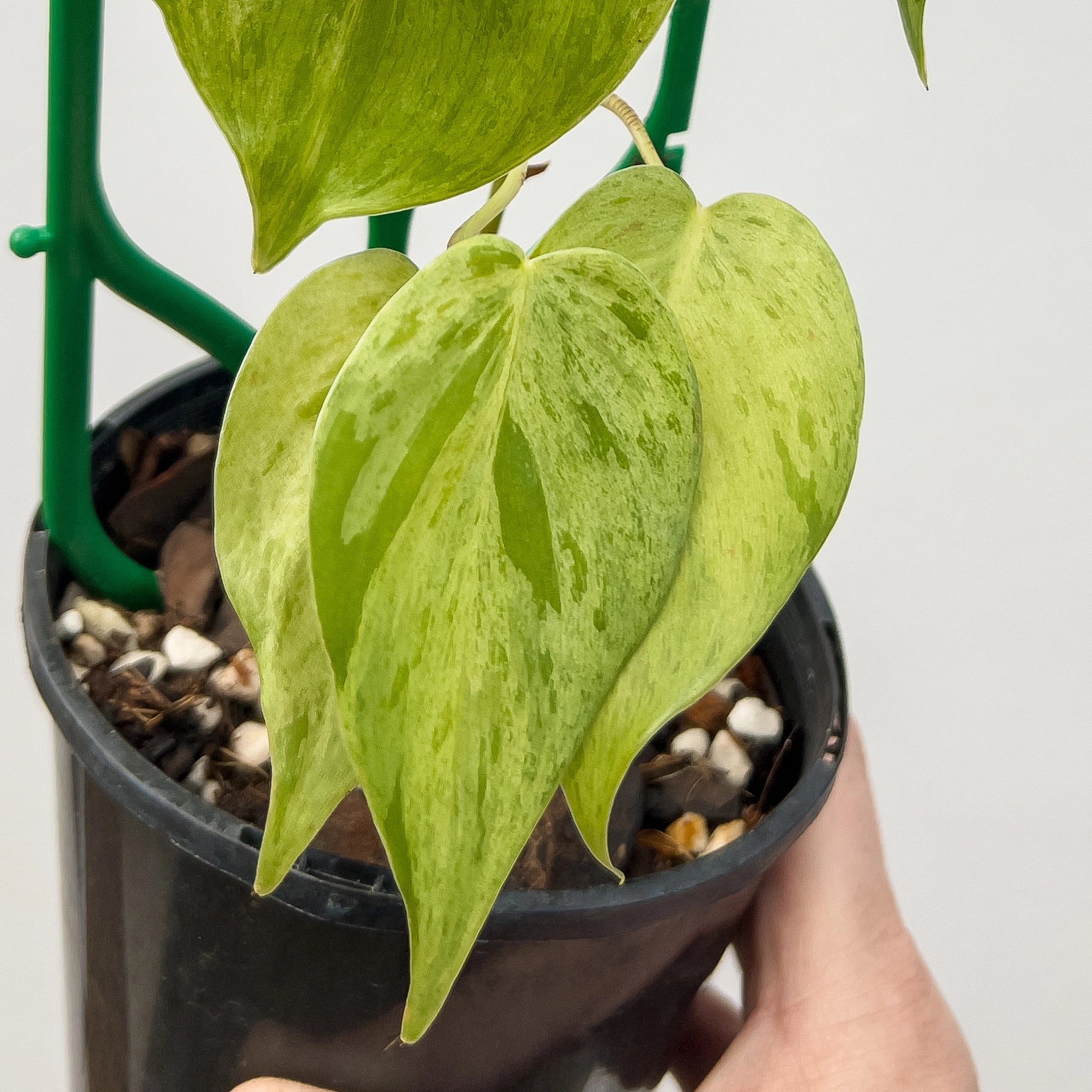 Buy Variegated Heart Leaf Philodendron Online