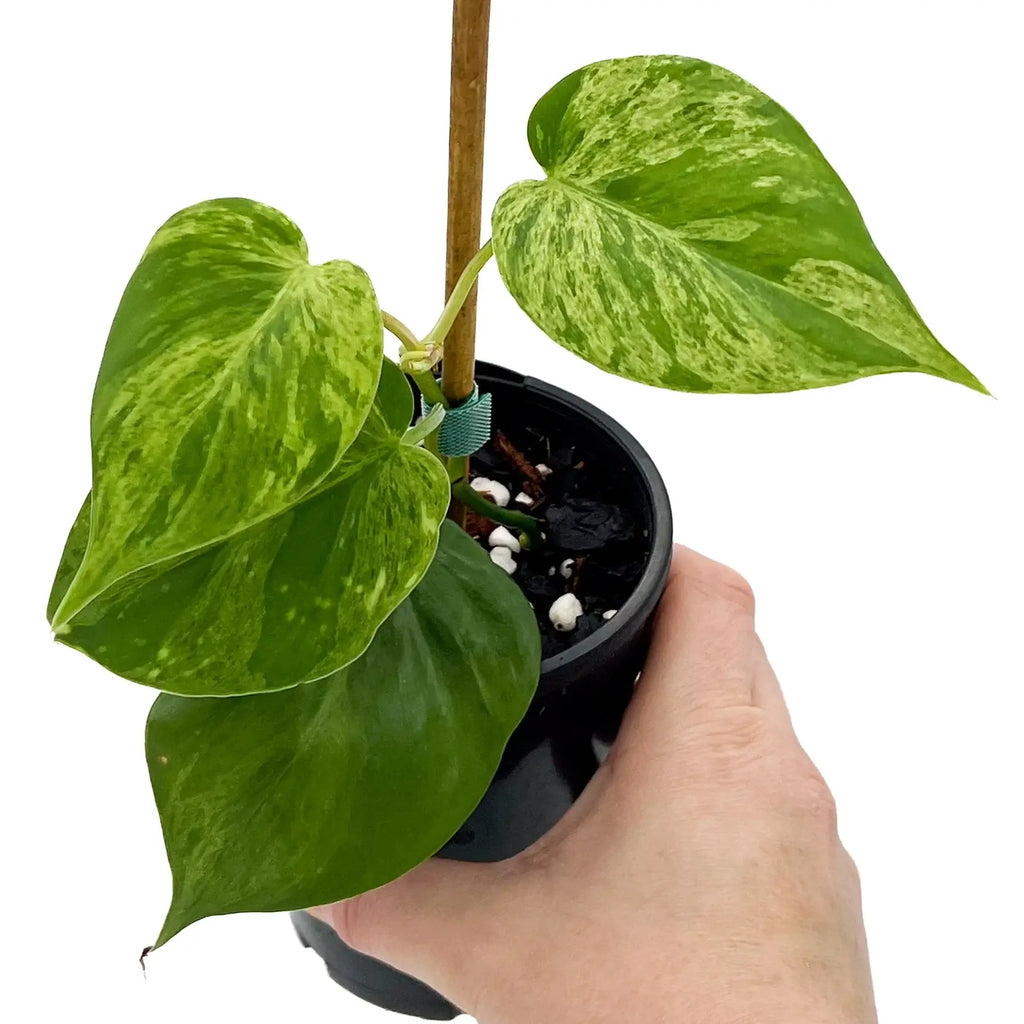 Philodendron 'Variegated Heart Leaf' | Indoor Plant | Chalet Boutique - Australia