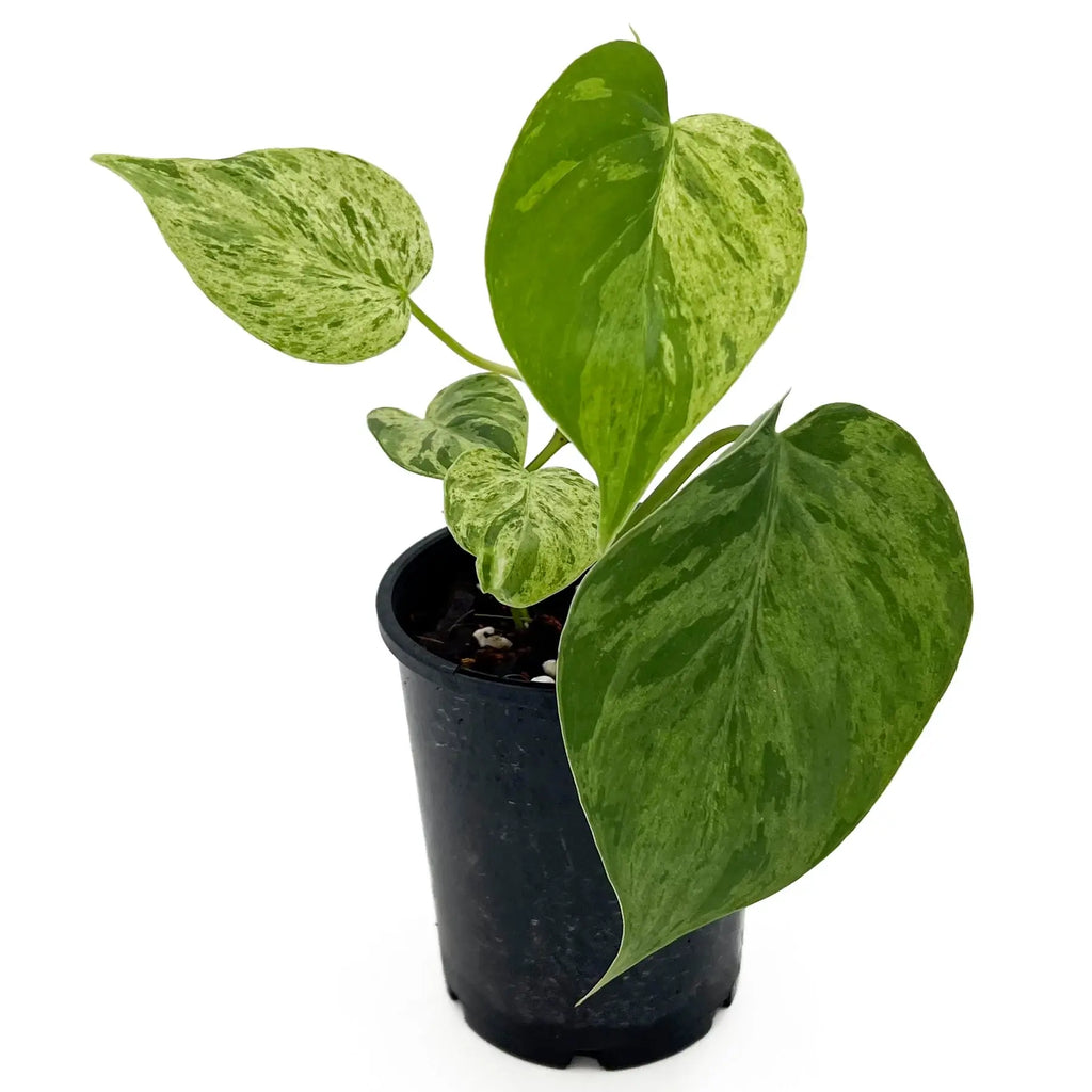 Philodendron 'Variegated Heart Leaf' | Indoor Plant | Chalet Boutique - Australia