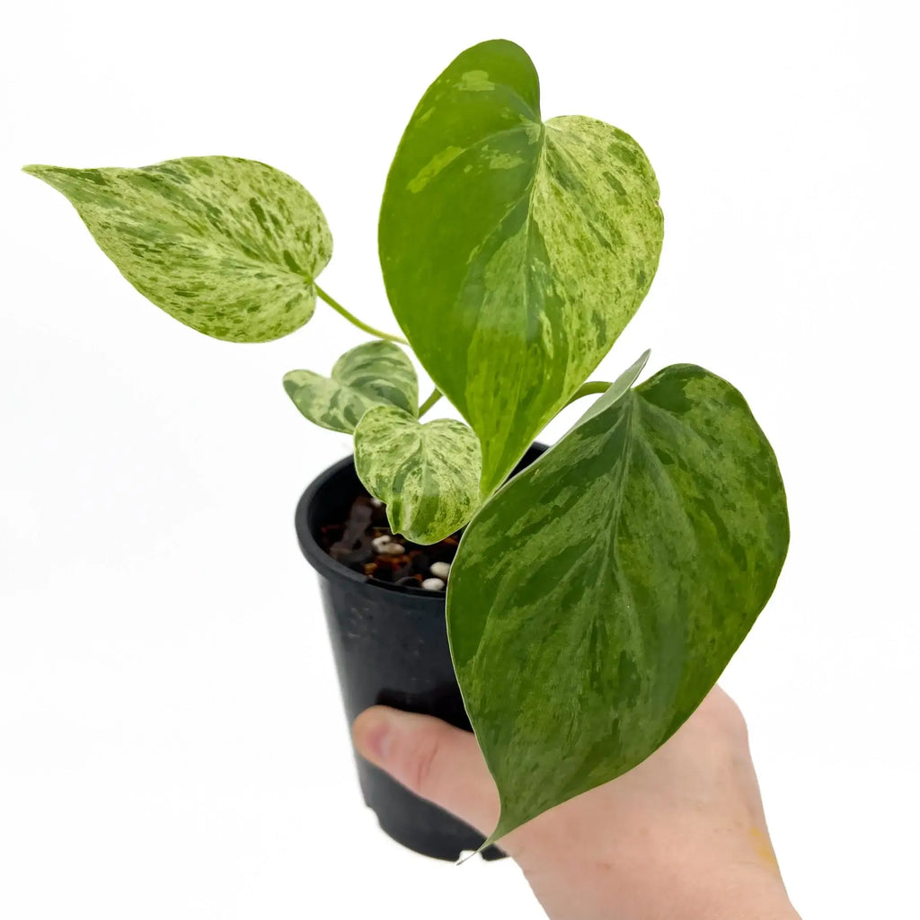 Philodendron 'Variegated Heart Leaf' | Indoor Plant | Chalet Boutique - Australia