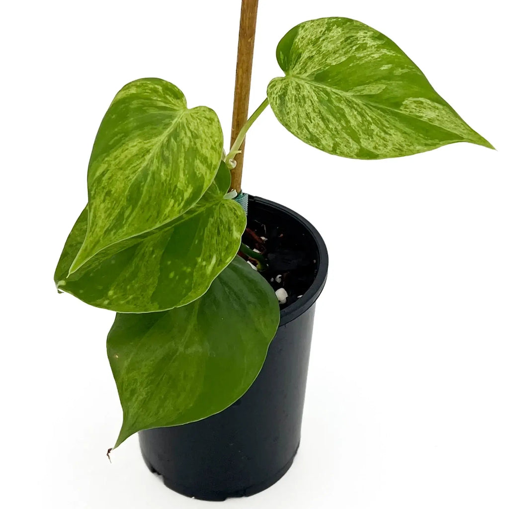 Philodendron 'Variegated Heart Leaf' | Indoor Plant | Chalet Boutique - Australia