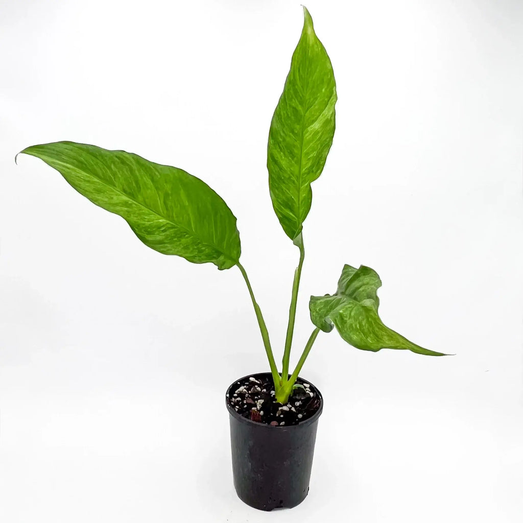 Spathiphyllum Alpha Variegated | Indoor Plant | Chalet Boutique - Australia