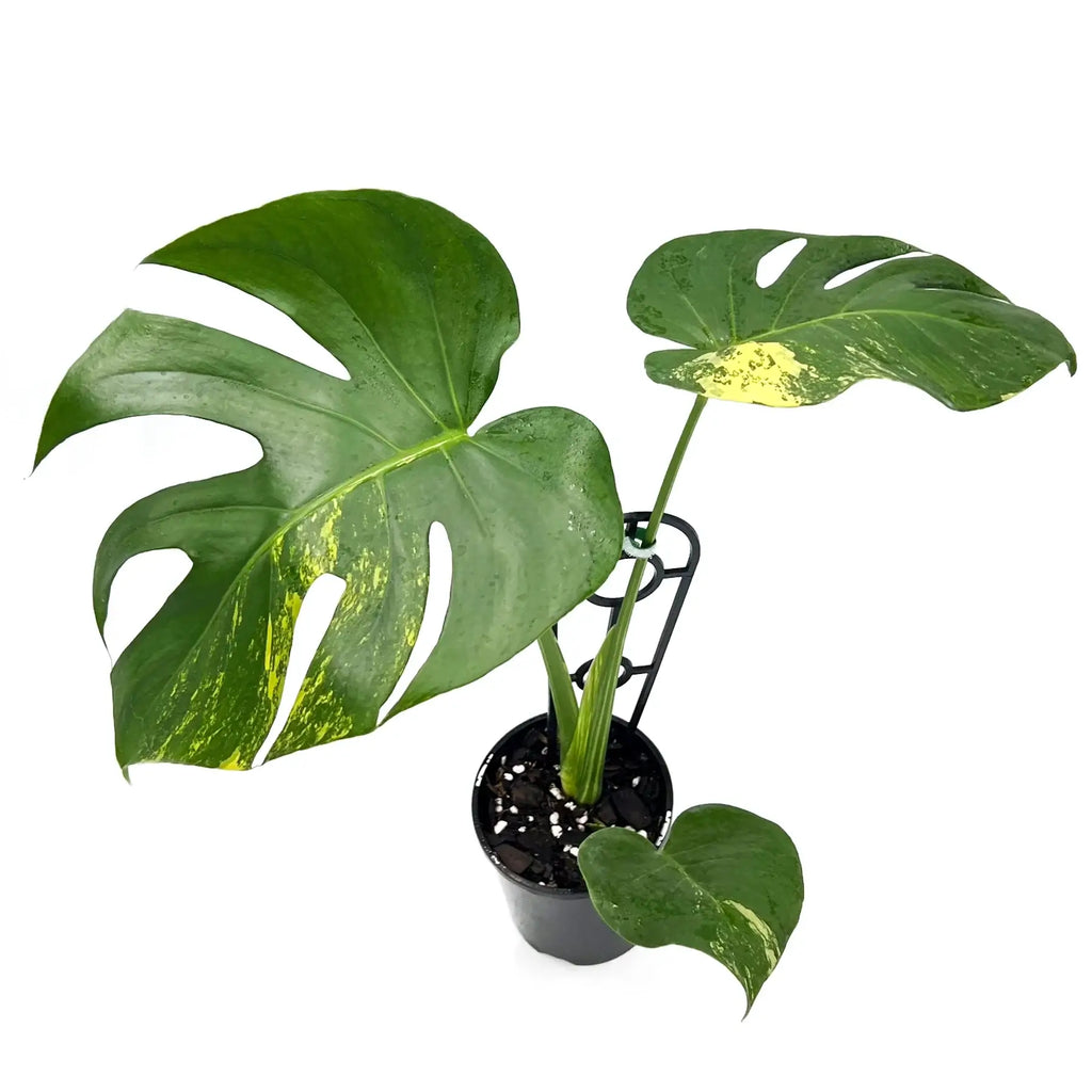 Monstera deliciosa aurea 'Yellow Thai' | Indoor Plant | Chalet Boutique - Australia