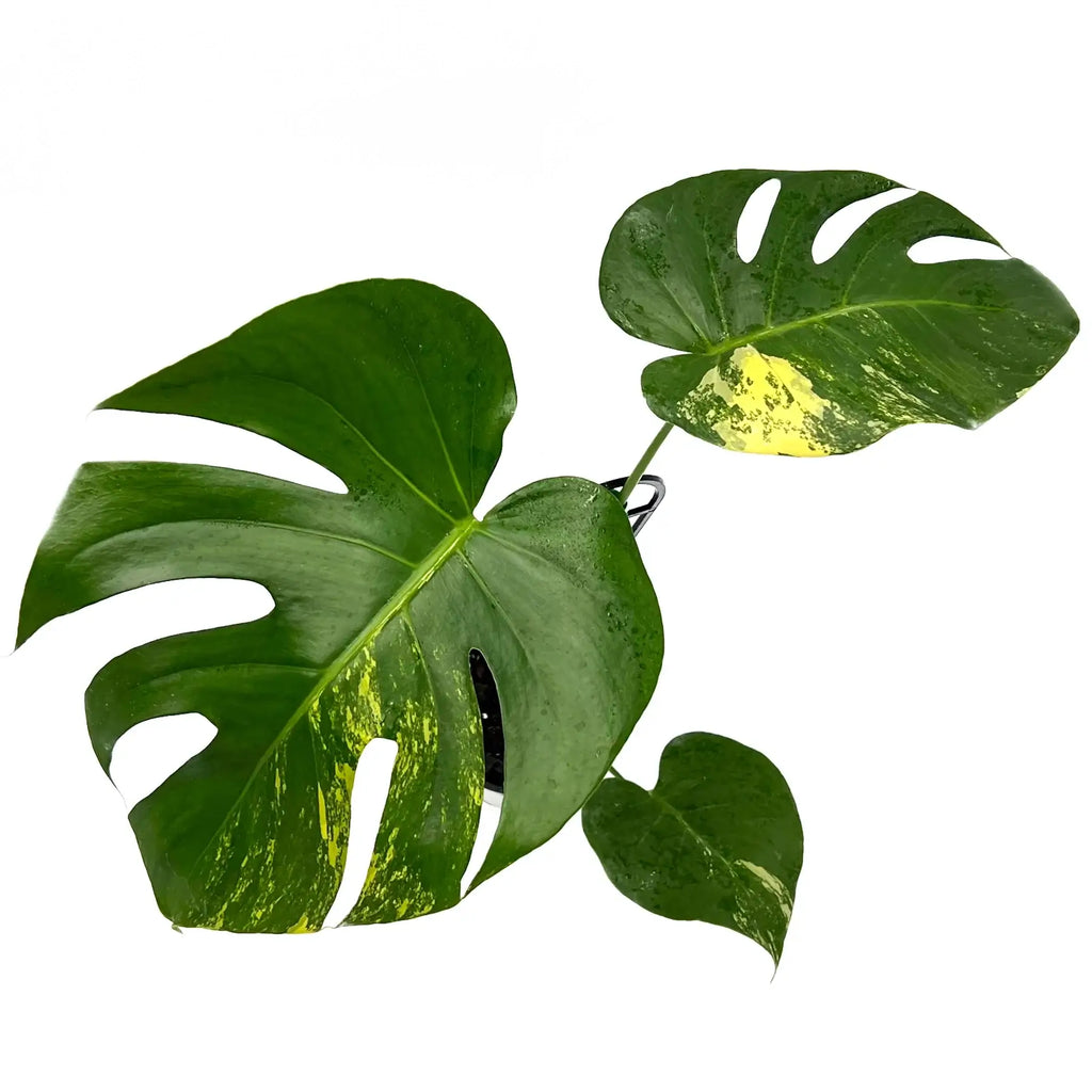 Monstera deliciosa aurea 'Yellow Thai' | Indoor Plant | Chalet Boutique - Australia