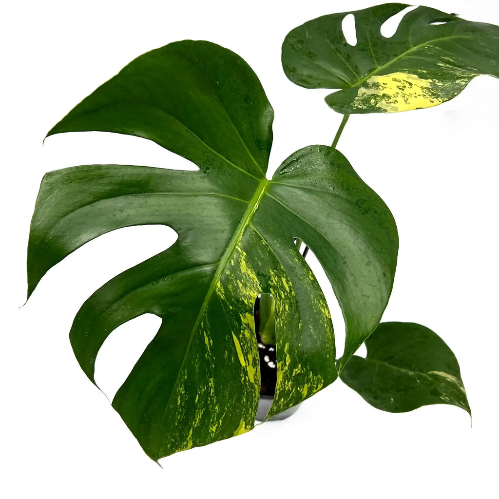 Monstera deliciosa aurea 'Yellow Thai' | Indoor Plant | Chalet Boutique - Australia