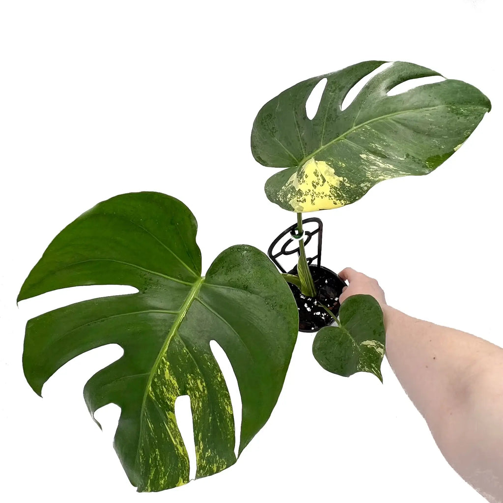 Monstera deliciosa aurea 'Yellow Thai' | Indoor Plant | Chalet Boutique - Australia