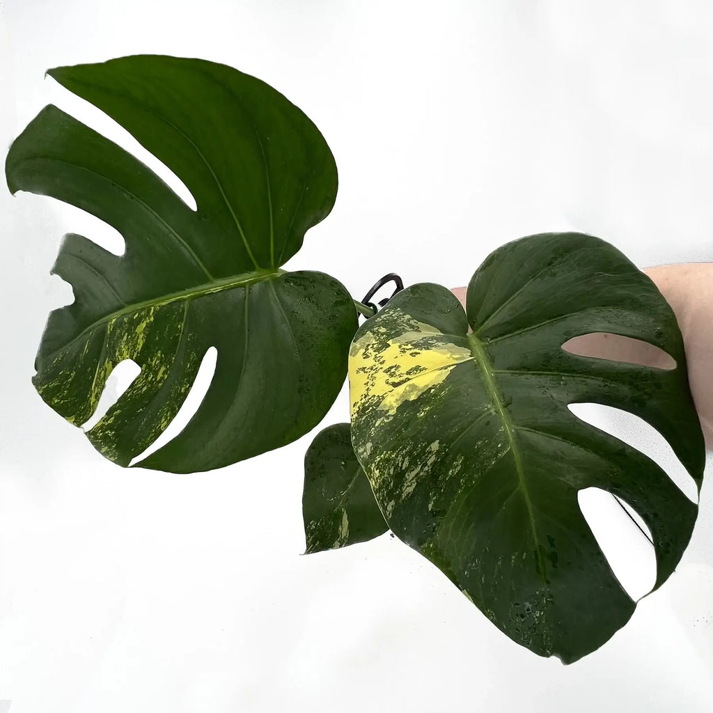 Monstera deliciosa aurea 'Yellow Thai' | Indoor Plant | Chalet Boutique - Australia