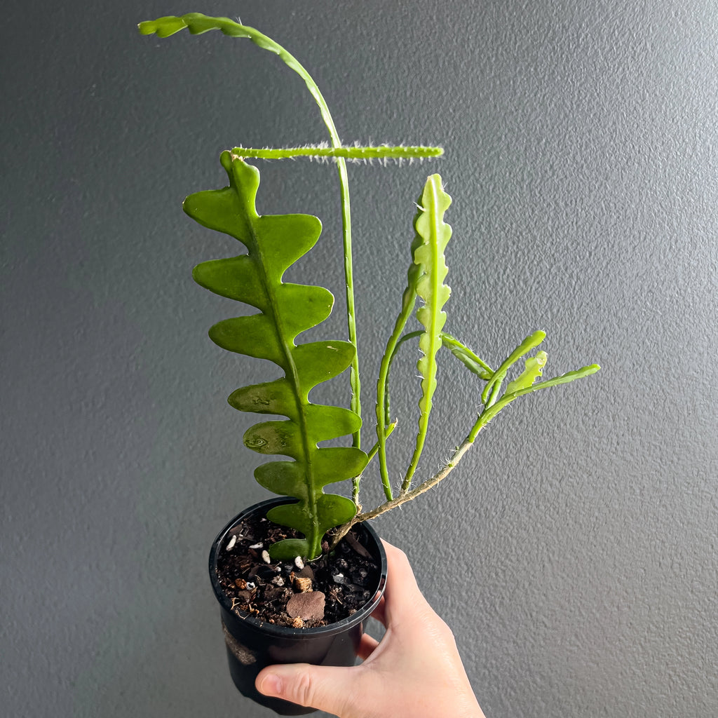 Hand holding a Fishbone Cactus showing zigzag-shaped green leaves with glossy surface. Rare indoor plant nursery Australia.