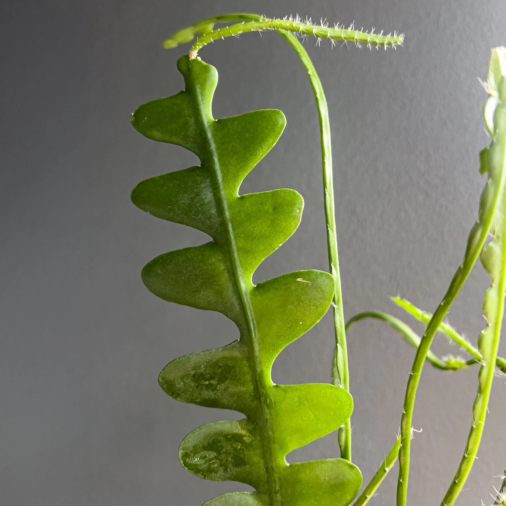 Close-up of Fishbone Cactus foliage highlighting wavy serrated edges and vibrant green tone. Rare indoor plant collectors Australia.