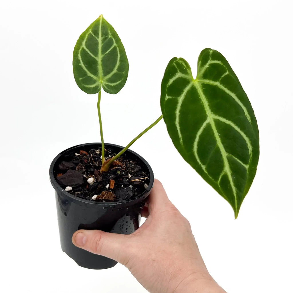 Anthurium Crystallinum x Regale in a black pot, showcasing large, green leaves, ideal for rare indoor plants Australia. Chalet Boutique, Australia.