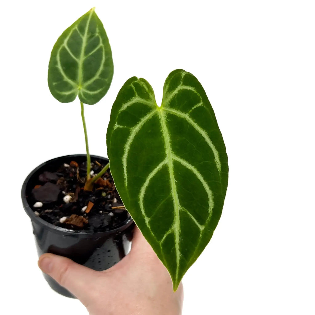 Anthurium crystallinum x regale hybrid with lush green leaves, showcasing unique indoor plant beauty. Chalet Boutique, Australia.
