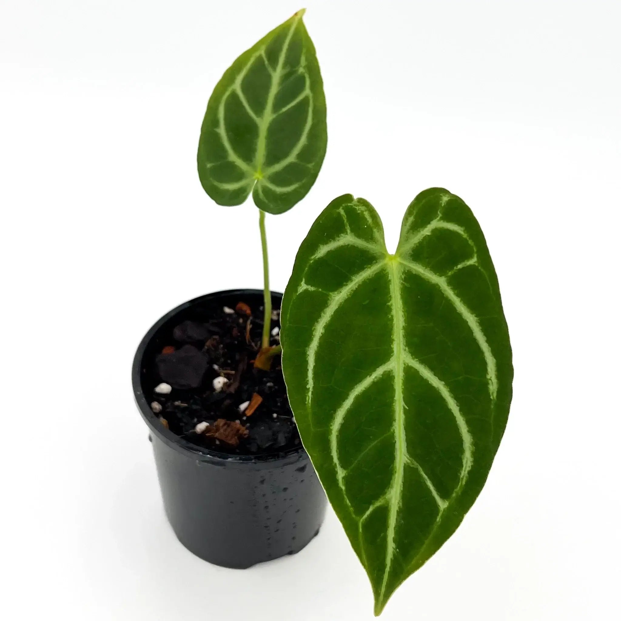 Anthurium Crystallinum x Regale - Rare Indoor Plant