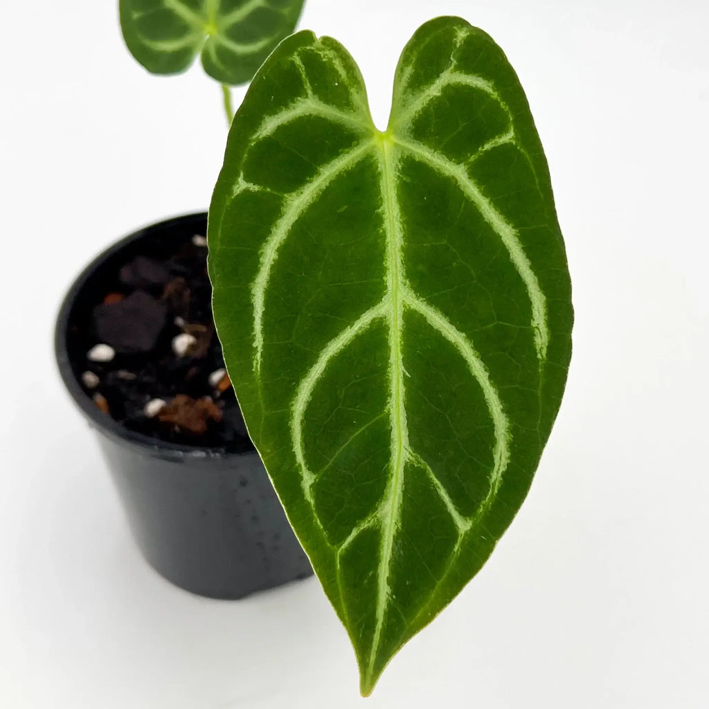 Close-up of an Anthurium Crystallinum x Regale leaf with distinctive veins, showcasing its velvety texture. Chalet Boutique, Australia.