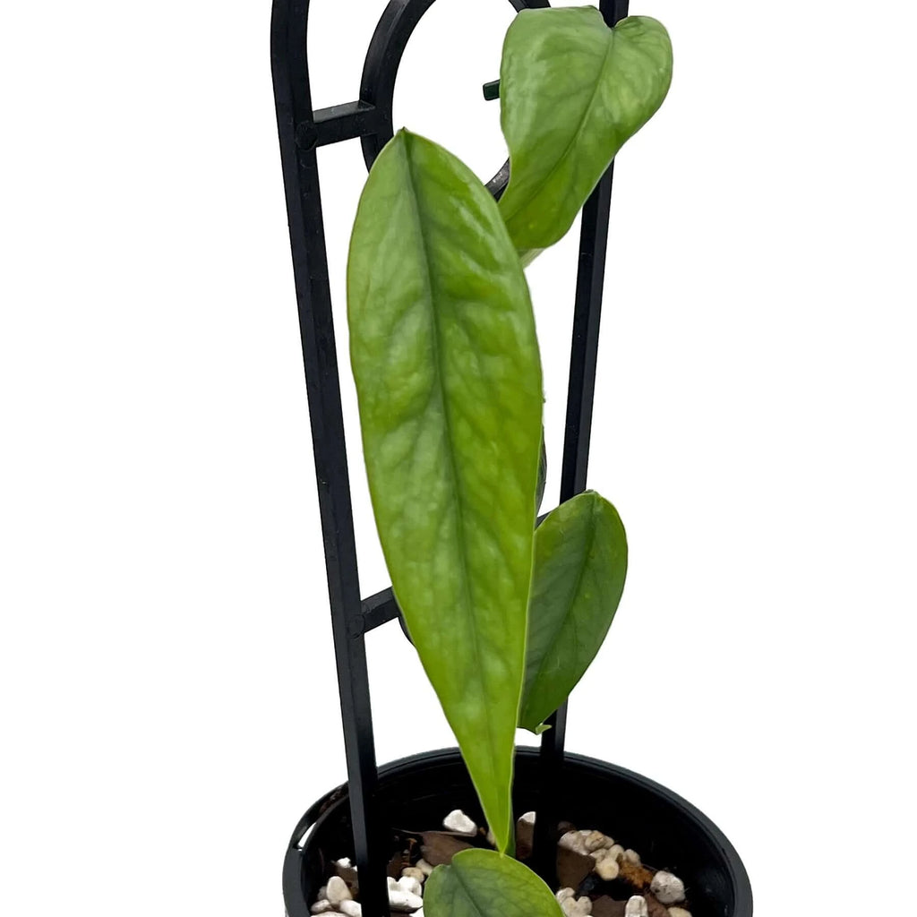 Epipremnum pinnatum 'Cebu Blue' | Indoor Plant | Chalet Boutique - Australia