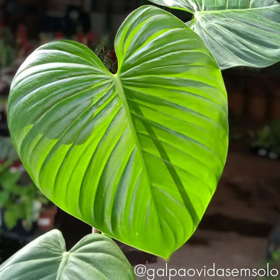 define philodendron plant Buy Philodendron Eximium