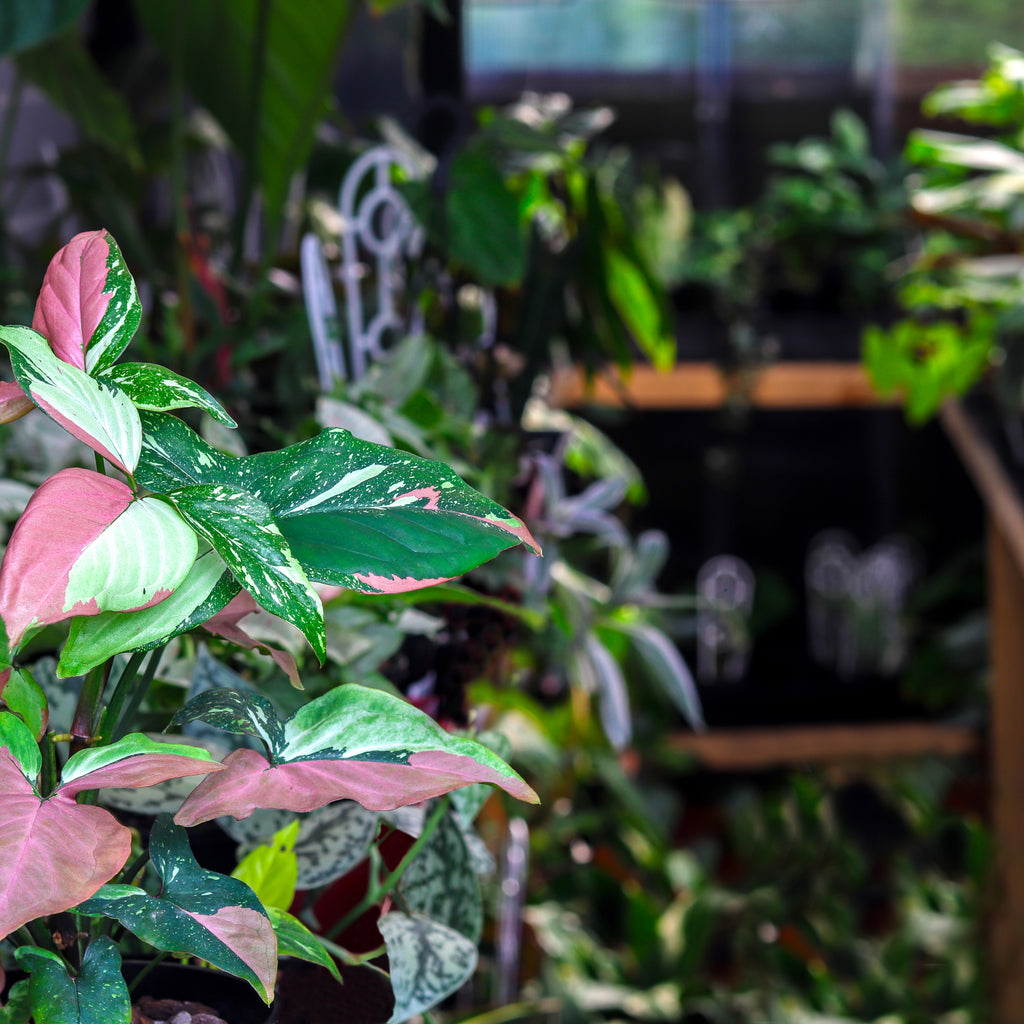 Photo of Chalet Boutique Greenhouse with a featured plant of a Syngonium Red Spot Tricolour