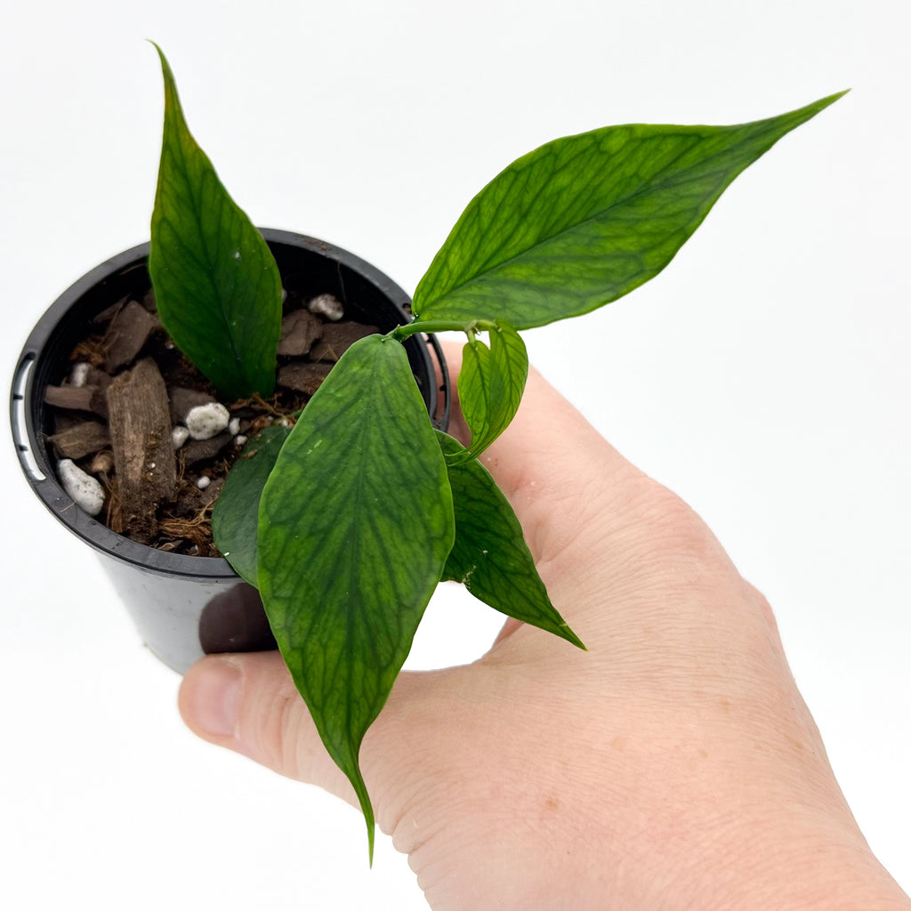 Hoya polyneura 'splash' in a hand, showcasing its distinctive fish tail-shaped leaves. Chalet Boutique, Australia.