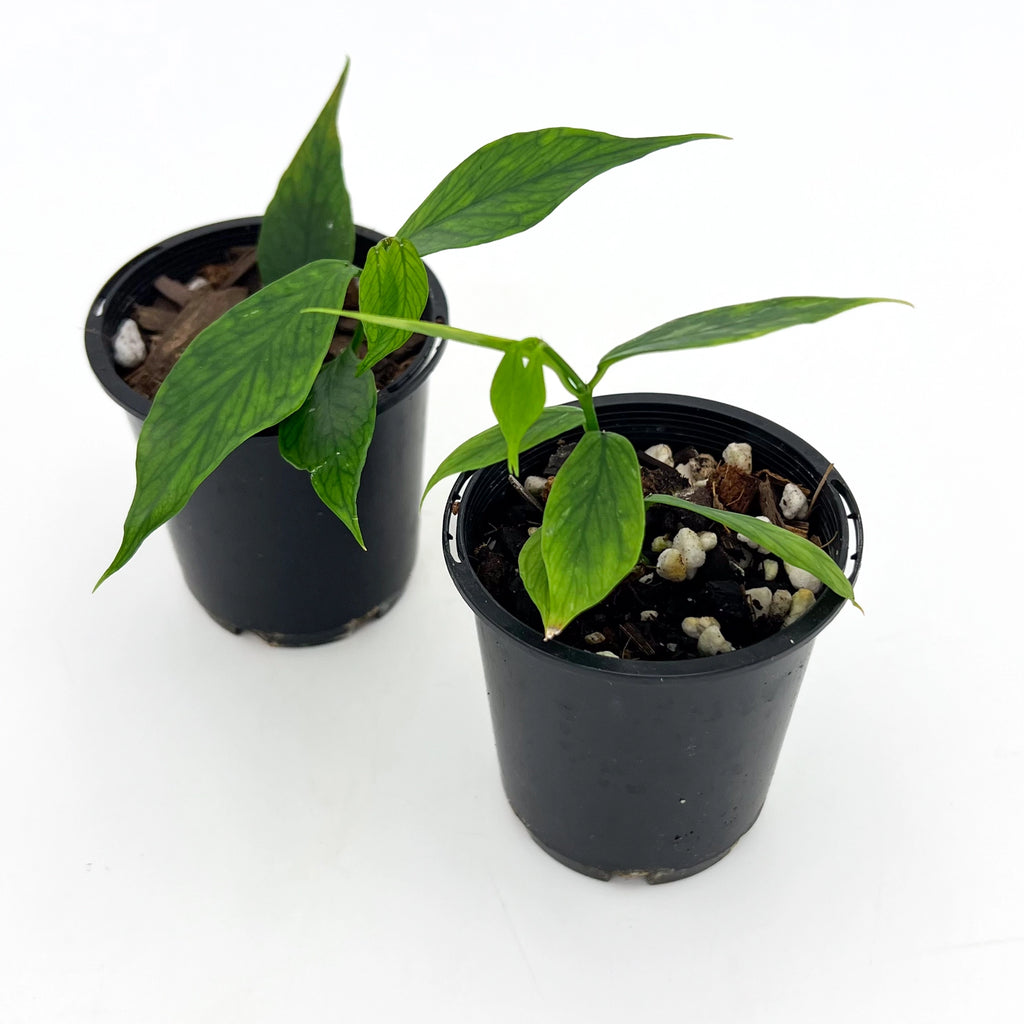 Hoya polyneura 'splash' plants in black pots, showcasing unique fish tail-shaped leaves, available at Chalet Boutique, Australia.