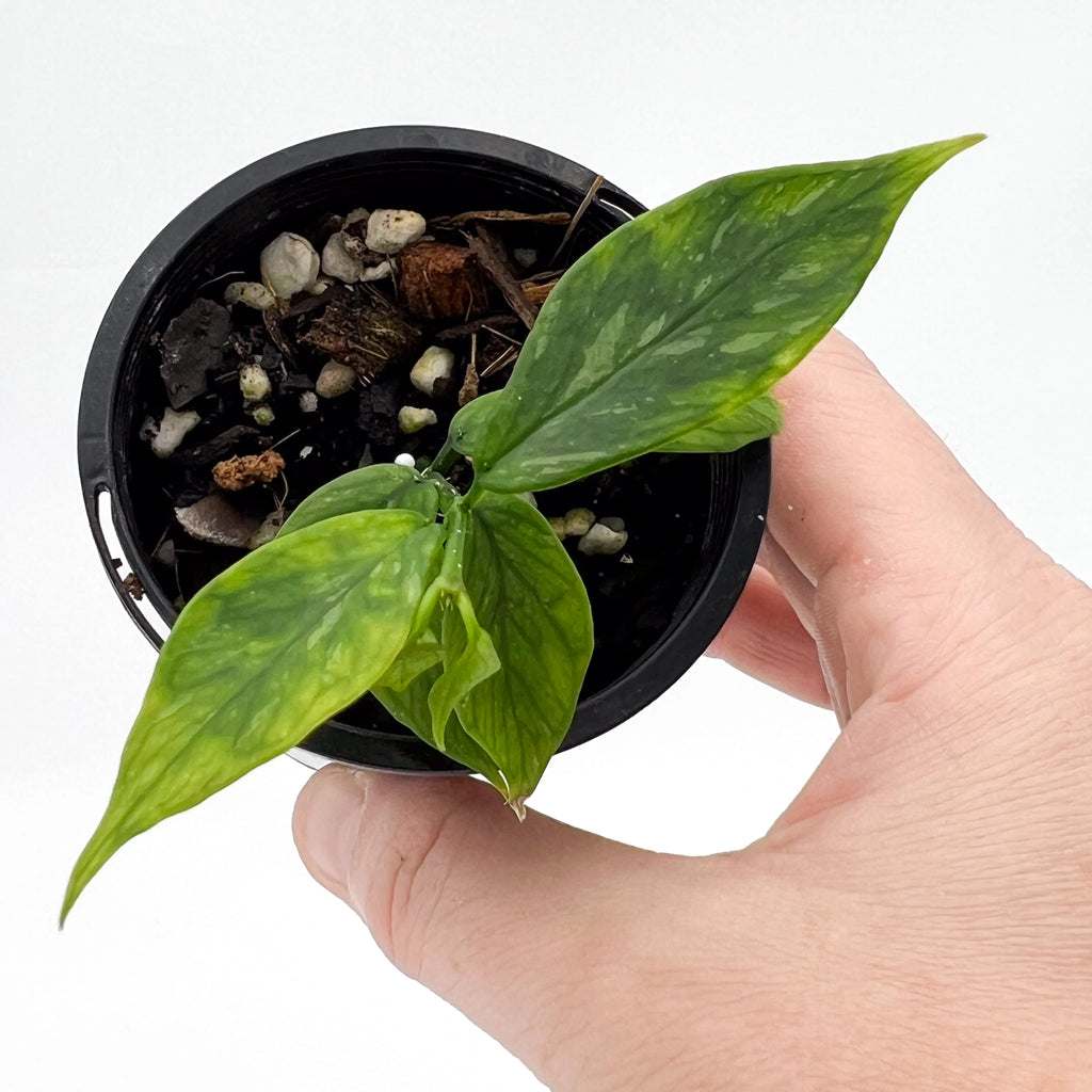 Hand holding a Hoya polyneura 'splash' plant in a black pot, showcasing its unique fish tail-shaped leaves. Chalet Boutique, Australia.