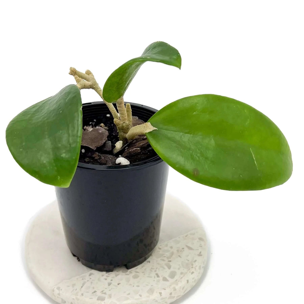 Hoya subquintuplinervis | Indoor Plant | Chalet Boutique - Australia
